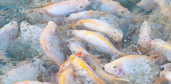 水產(chǎn)養(yǎng)殖戶(hù)需要注意水質(zhì)的哪些變化？